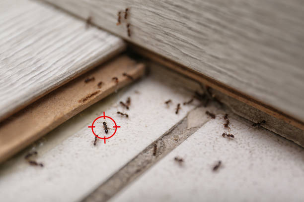 Best Residential Pest Control  in De Queen, AR