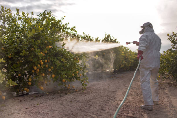 Best Emergency Pest Control  in De Queen, AR