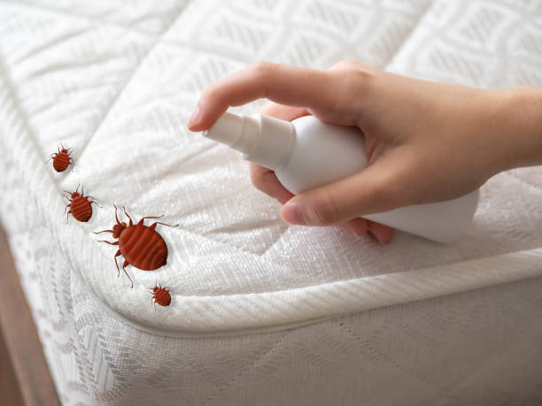 Best Affordable Pest Control Services  in De Queen, AR