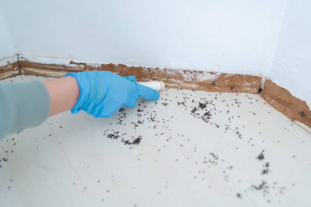 Best Local Pest Control Services  in De Queen, AR